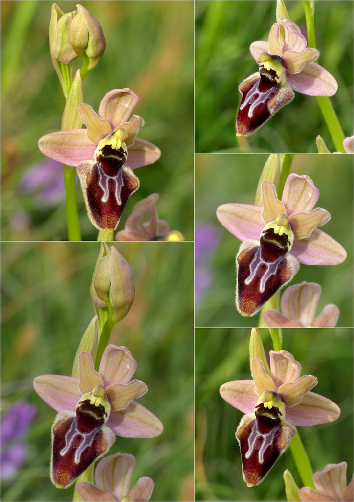 La Valle delle orchidee, Sassano e Monte San Giacomo 9 e 10 maggio 2015